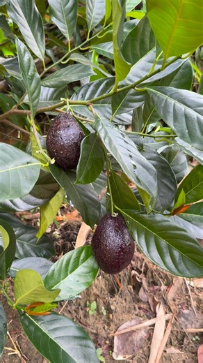 Hosea Masius on Instagram: "Hass Fruit"