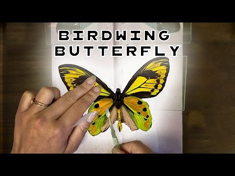Spreading Birdwing Butterflies