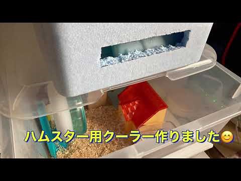 ハムスター用クーラー作りました ハムスターの反応