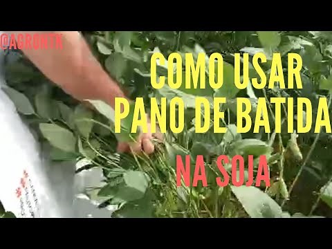 How to use a beating cloth for pest monitoring in soybeans.