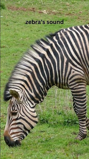 zebra’s sound #zebra #animals #soundofnature #wikipedia #sound #mamals #horse #shortsfeed #shorts
