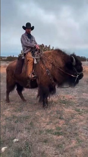 wild bison riding by an experienced cowboy #viralvideo #horseriding