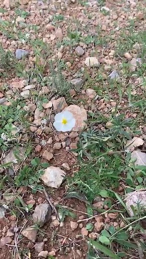 Jara pringosa - Cistus ladanifer