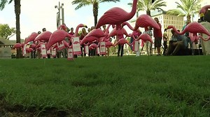Orlando is looking a lot more PINK! These plastic flamingos being sold at local businesses around Central Florida are raising money for the Florida Hospital Breast Cancer Care fund. MORE INFO --> http://bit.ly/2co08o2 | News 6 WKMG / ClickOrlando