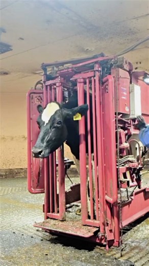 Cow Hoof Cleaning and trimming