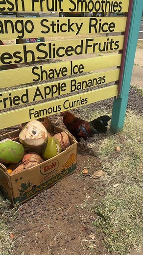Hawaii Local Stops: Best Hidden Gems to Visit