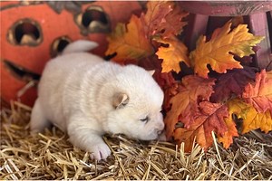 Suki - Shiba Inu Puppy 32DBF0