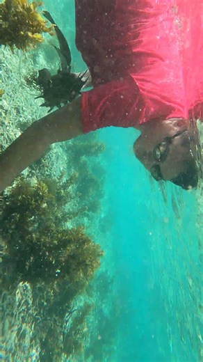 finding sea shell #shorts