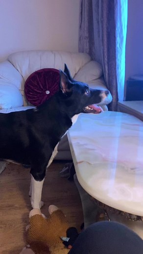 Barney watching free REIN | Stephen Kelleher