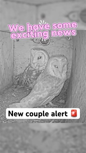 New mating barn owl pair seen mating in box TB1 🦉😱 #matingowls #barnowls