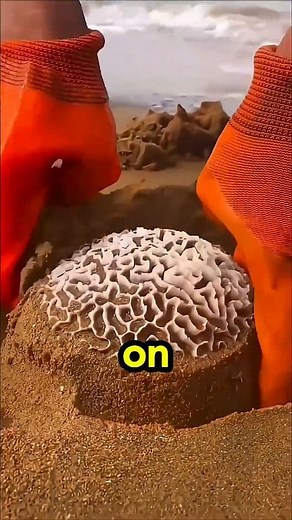 4.1K views · 31 reactions | Sea Creature Look Like Human Brain 易 #seacreatures #Amazing #factsdaily #unique | Infinite Universe | Facebook