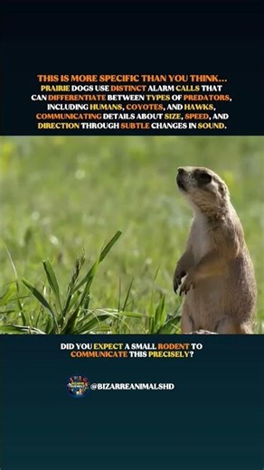 Prairie Dogs Warn Each Other In Code #prairiedog #wildlife