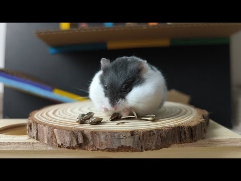 🐹 LIVE Hamster Maze Challenge!Can she find the exit or get lost forever? 👀