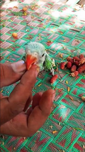 how to feeding baby parrot | baby parrot ko kya khilaye | tote k bacche | Figs healthy food #shorts