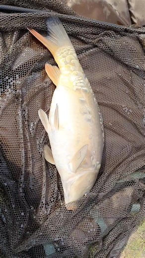 the fishing cake artist on TikTok