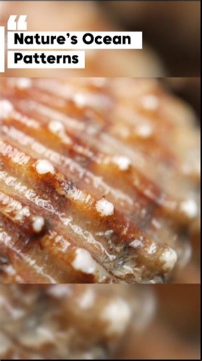 Seashells Hide Intricate Patterns