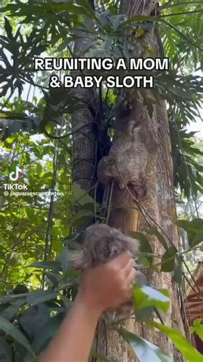 Sloth on Instagram: "🦥💞 Reunited — and it's the slowest, sweetest hug you'll see today. Watch this emotional moment as a mother and baby sloth are finally brought back together. Their gentle embrace says it all — love, relief, and that unbreakable bond. Warning: you will smile (and maybe tear up a little). Credit - @jaguarrescuecenter #SlothReunion #MotherAndBabySloth #SlowLove #SlothHugs"