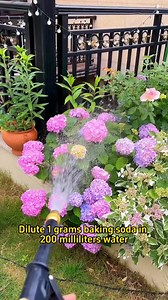 90K views · 1.1K reactions | #planttips #hydrangeas #propagate #propagateplants | Gardening love | Facebook