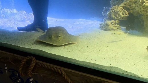 Stingray expected to give 'miraculous birth' with no mate: Both pregnancy scenarios are rare