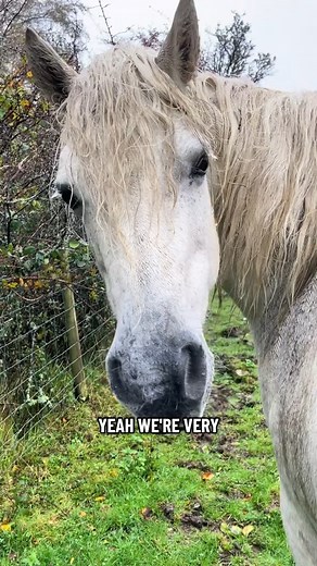 1.7K views · 12 reactions | I dared to leave! How many more hours do we think? Will she hang on until like 5am, or is she foalin | Ellathwaiteconnies | Facebook