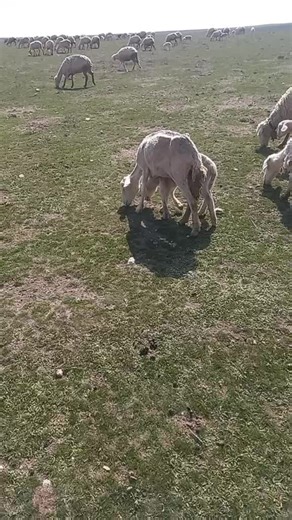 Sheep Grazing in a Scenic Rural Pasture