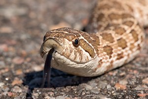 Western Hognose Snake: The Biggest Actor in the Reptile World
