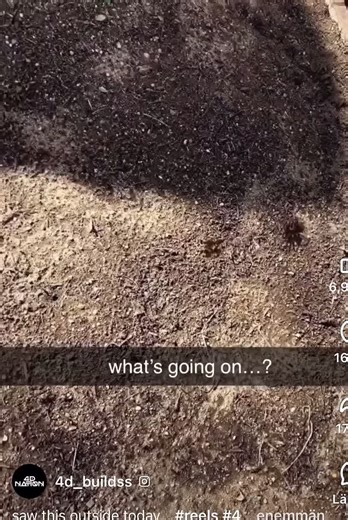 #friends #spider #ants #funny #suomitok #defend