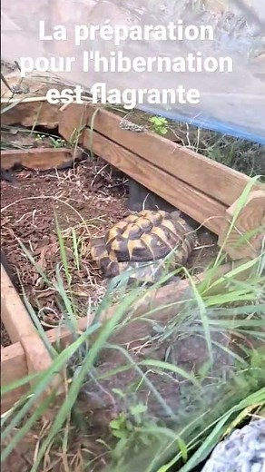 Les tortues changent de comportements . Elles commencent déjà leurs préparation à l'hibernation.