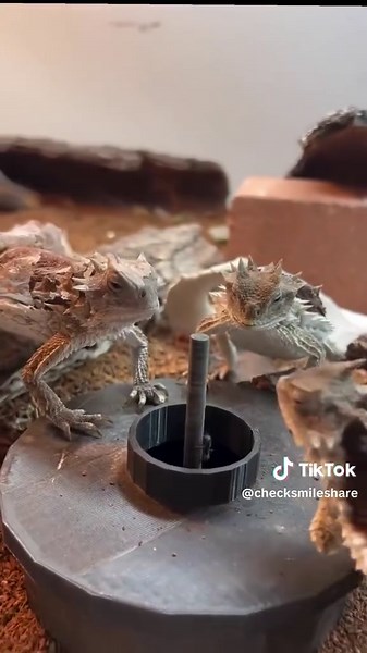 Everyone’s eating ants like it’s an all-you-can-eat buffet… and there’s always that one who can’t keep up 🦎😂 #lizard #funnyanimals #nature #relatable #wildlife