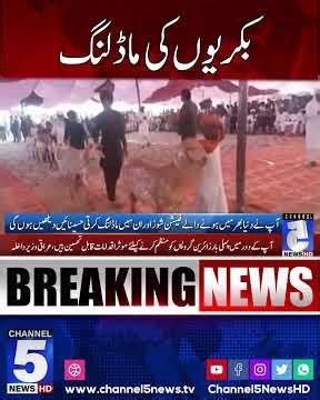 Goat modeling | Breaking News | Channel5NewsHD