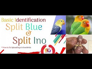 Basic Identification of Split Blue & Split Ino | Green Fischer | Lutino Fischer | Parblue / Ino |