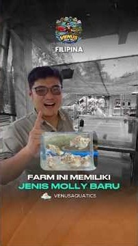 Farm ini ada jenis molly terbaru! #mollyfish #venusfishtripfilina #folipinatrip #fyp
