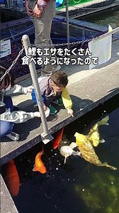 富士吉田市 鯉 錦鯉 販売 池 山梨県 餌やり 暖かくなって春本番ですね！鯉もエサたくさん食べるようになったので鯉のエサやり体験は今の時期オススです！ #shorts