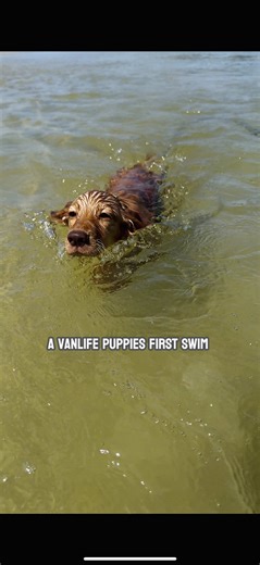 Puppy Isla's First Swim Adventure at the Beach