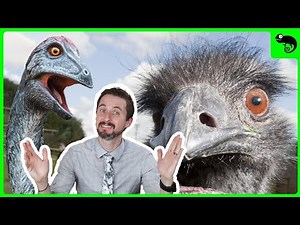The Largest Birds EVER Are Coming Back From the Dead! How Ratites Took Over the World.