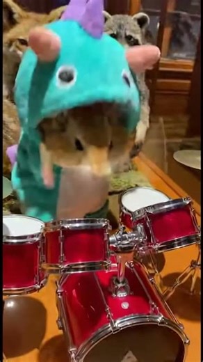 🐹🥁 Hamster Drops a THRASH METAL Drum Solo (Unreal!) #shorts