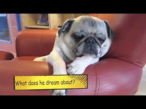 Otis- The Loudest Snoring Pug Ever!