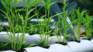 Tutorial Hidroponik Sederhana di Rumah, Bisa Panen Hanya Pakai 2 Bahan