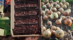 Onion Harvesting & Transport in the U.S. | The Role of Agriculture Technology