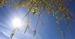 Here are the 20 worst US cities for seasonal allergies – and some of the best