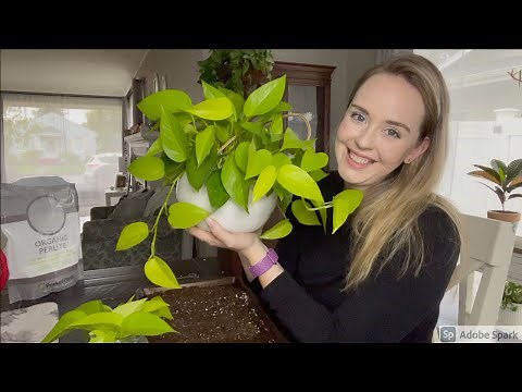 Neon Pothos care, repotting and propagation
