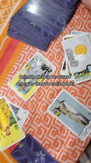 Pay attention to how animals act around you! They know something we don't :) #spirituality #tarot #aura