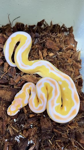 Never get tired of seeing awesome Lavender Albinos! #lavender #lavenderballpython #ballpythons #snakestagram #ballpythonmorphs #ballpythonmorph #ballpythonsofinstagram #pythonregius #clownballpython #clownballpythons #grailballpython #leopardballpython | Wilbanks Captive Bred Reptiles