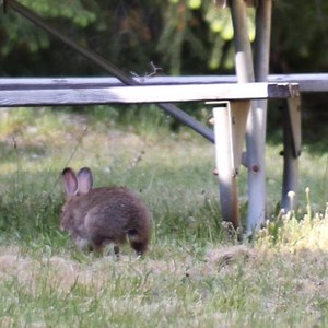 222K views · 5.8K reactions | The Eastern Cottontail was introduced...