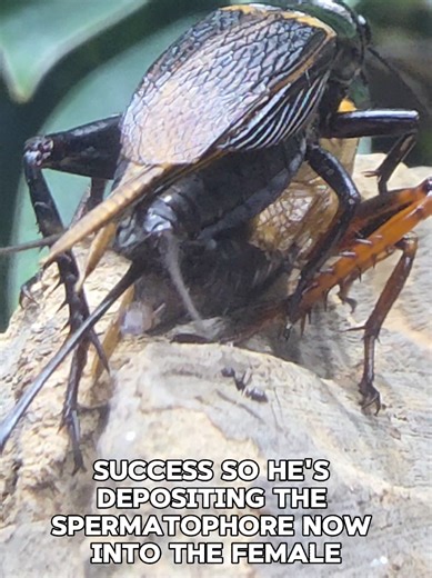 Cricket mating will blow your mind! 🦗🤯 | Cricket