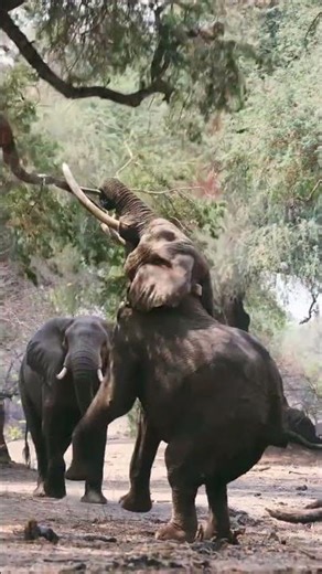Why does this elephant stand on two legs like a giant? 🤯