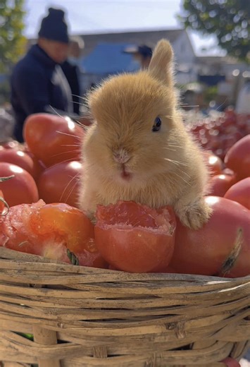 #cute #rabbit | cute rabbit