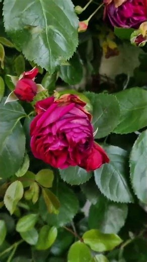 Ruby Fairytale #Rotkäppchen #Rotkäppchen 2025