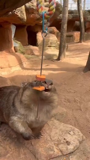WILD LIFE Sydney Zoo presents to you... “Planet Wombat” 🍿🎬 Narrated by definitely not David Attenborough: In a world where naps are life, and every step is a struggle... one wombat rises to the occasion Coming soon to a burrow near you 😉 📸 @mikaelapreston #WILDLIFESydneyZoo #Ringo #WombatWednesday | WILD LIFE Sydney Zoo