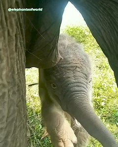 Mummy is everything! 😍❤️ | Elephantsofworld
